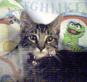 "neener neener neener can't cath me to get a good pic" - baQuer 7/21/04